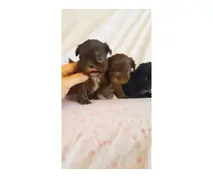 2 red and 2 black Teacup Maltipoo Puppies - 8