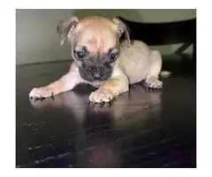 Adorable male teacup chihuahua puppy - 5
