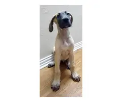 2 Male Great Dane Puppies for Sale
