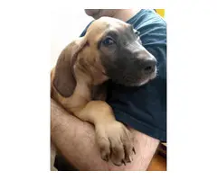 2 Male Great Dane Puppies for Sale - 3