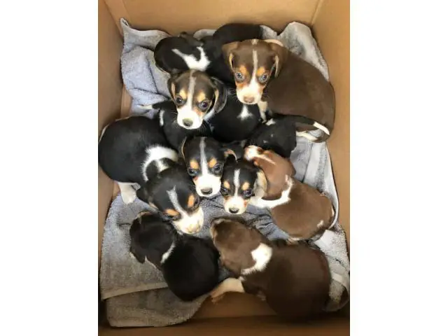 Beagle puppies 3 girls 6 boys - 1/9