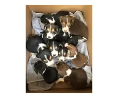 Beagle puppies 3 girls 6 boys