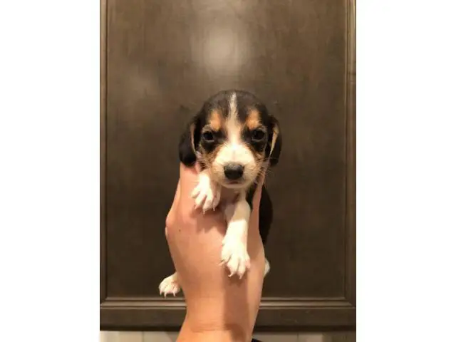 Beagle puppies 3 girls 6 boys - 2/9