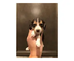 Beagle puppies 3 girls 6 boys - 2
