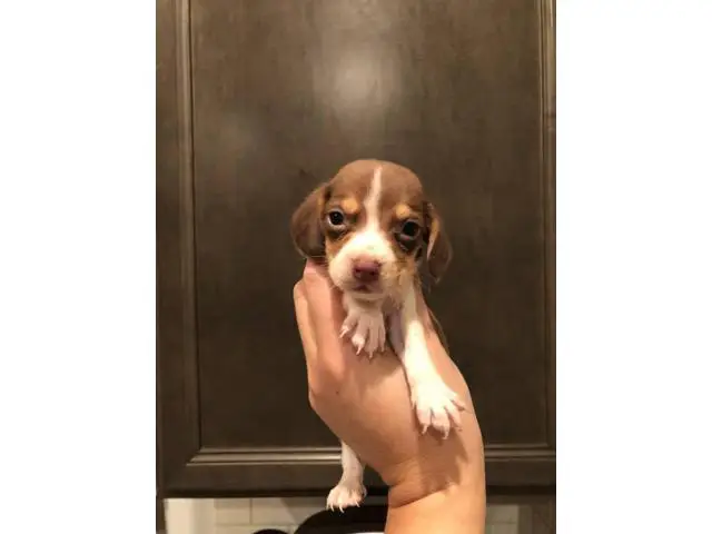 Beagle puppies 3 girls 6 boys - 3/9