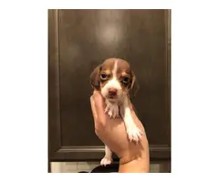 Beagle puppies 3 girls 6 boys - 3
