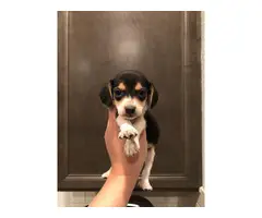Beagle puppies 3 girls 6 boys - 4