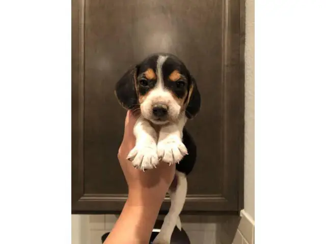 Beagle puppies 3 girls 6 boys - 7/9