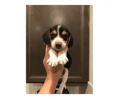 Beagle puppies 3 girls 6 boys - 7