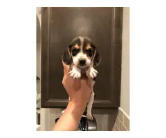 Beagle puppies 3 girls 6 boys - 8