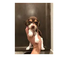 Beagle puppies 3 girls 6 boys - 9