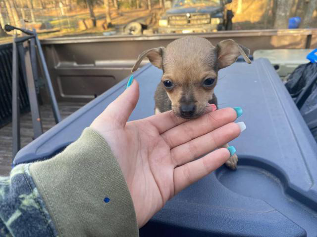 10 weeks old miniature chihuahua puppy for sale in