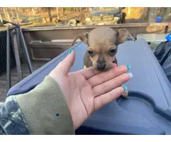 10 weeks old miniature chihuahua puppy for sale - 1