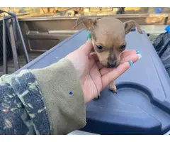 10 weeks old miniature chihuahua puppy for sale - 2