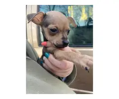 10 weeks old miniature chihuahua puppy for sale - 3