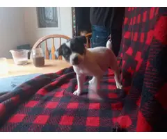 2 male jack russel puppies available - 2