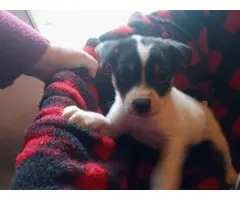 2 male jack russel puppies available - 3