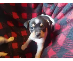 2 male jack russel puppies available - 4
