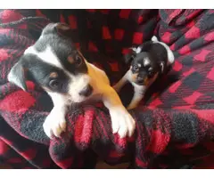 2 male jack russel puppies available - 5