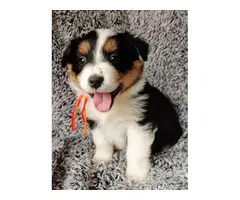 8 Aussie puppies for sale - 1
