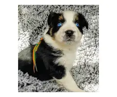 8 Aussie puppies for sale - 2