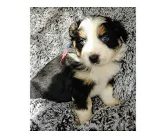 8 Aussie puppies for sale - 5