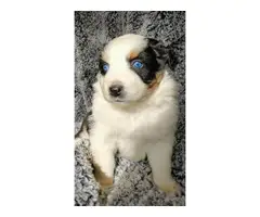 8 Aussie puppies for sale - 6