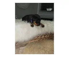 4 female AKC Rottweiler puppies for sale - 2