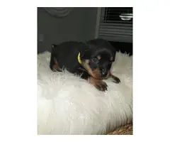 4 female AKC Rottweiler puppies for sale - 3