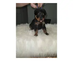 4 female AKC Rottweiler puppies for sale - 5