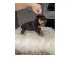 4 female AKC Rottweiler puppies for sale - 7
