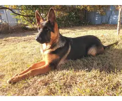 7 months old AKC German shepherd puppy for sale