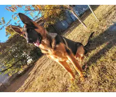 7 months old AKC German shepherd puppy for sale - 2