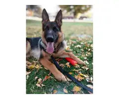 7 months old AKC German shepherd puppy for sale - 4