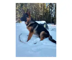 7 months old AKC German shepherd puppy for sale - 5