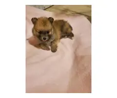 Pomeranian puppies for sale - 1