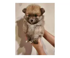 Pomeranian puppies for sale - 2