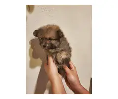 Pomeranian puppies for sale - 4