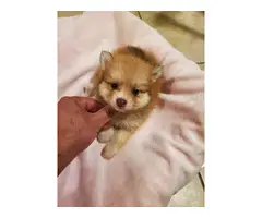 Pomeranian puppies for sale - 5
