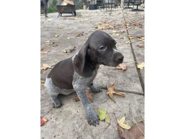 German Shorthaired Pointer puppies males and females available - 3/7