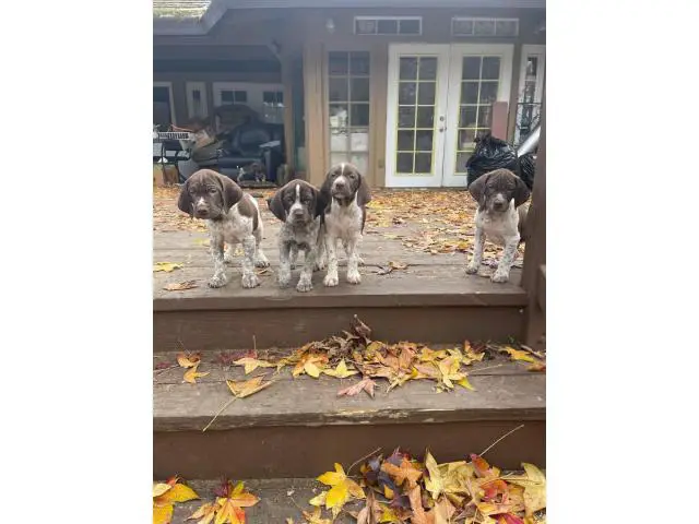 German Shorthaired Pointer puppies males and females available - 4/7