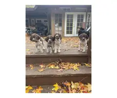 German Shorthaired Pointer puppies males and females available - 4