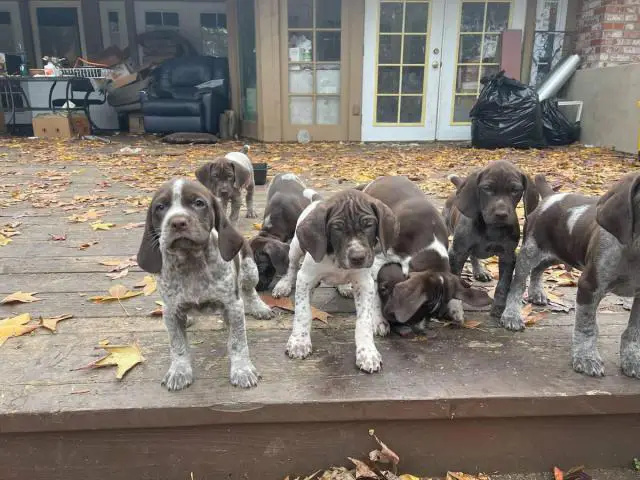 German Shorthaired Pointer puppies males and females available - 5/7