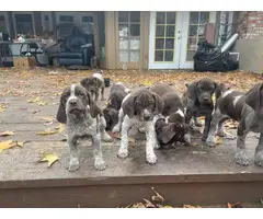 German Shorthaired Pointer puppies males and females available - 5