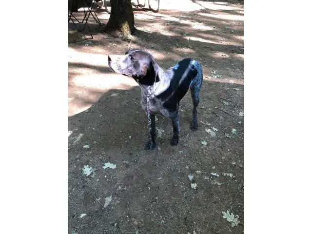 German Shorthaired Pointer puppies males and females available - 6/7