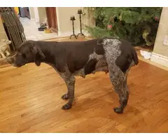 German Shorthaired Pointer puppies males and females available - 7