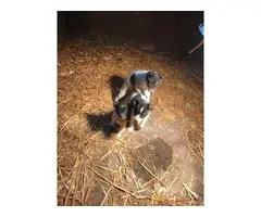 3 Rat Terrier Puppies Needing New Home - 2