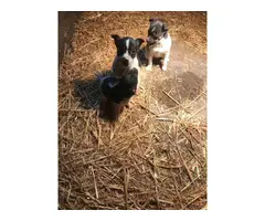 3 Rat Terrier Puppies Needing New Home - 3