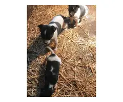 3 Rat Terrier Puppies Needing New Home - 4