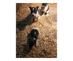 3 Rat Terrier Puppies Needing New Home - 5